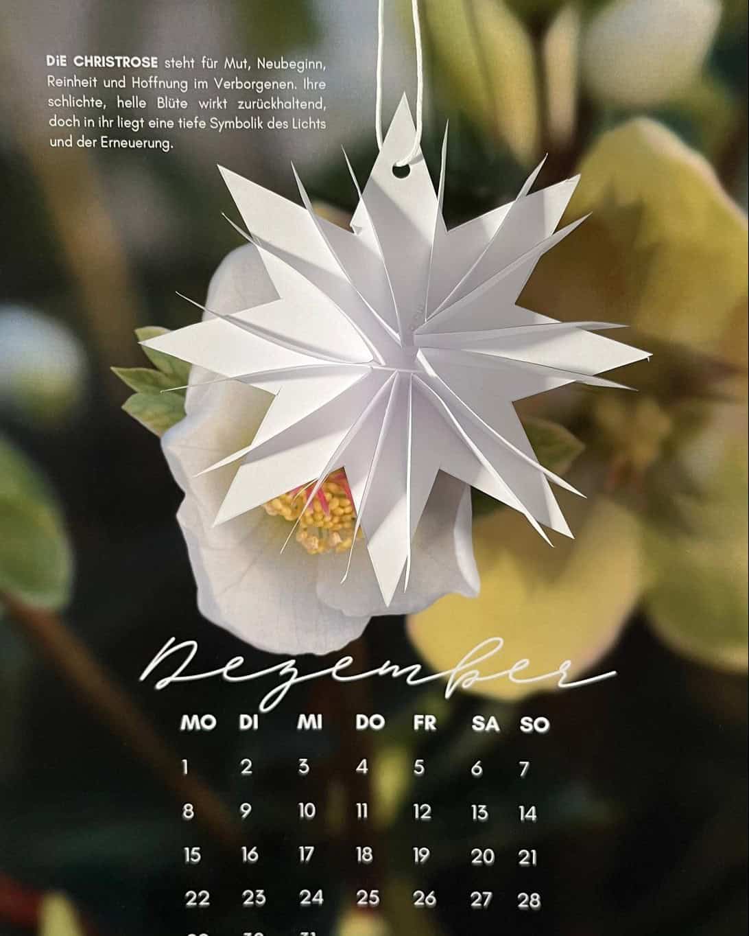 Weihnachtlicher Origami-Stern aus Papier vor weißer Blüte, Kalendereinband mit Dezember.