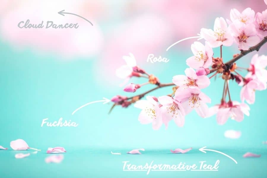 Weißer Kirschblütenzweig mit rosa Blüten und Wasserhintergrund, ideal für Strick- und Häkelprojekte.