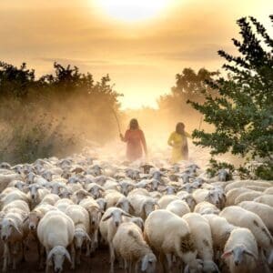 Schafherde bei Sonnenaufgang, ideal für Wolle und Garn, perfekt zum Stricken und Häkeln.