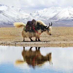 Yak mit Rucksack vor schneebedeckten Bergen und Wasserreflexion.
